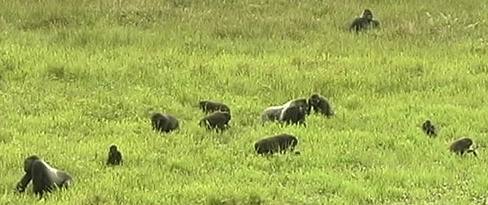 Republic of Congo: Up To Two Gorillas Killed for Bushmeat Trade Each Week